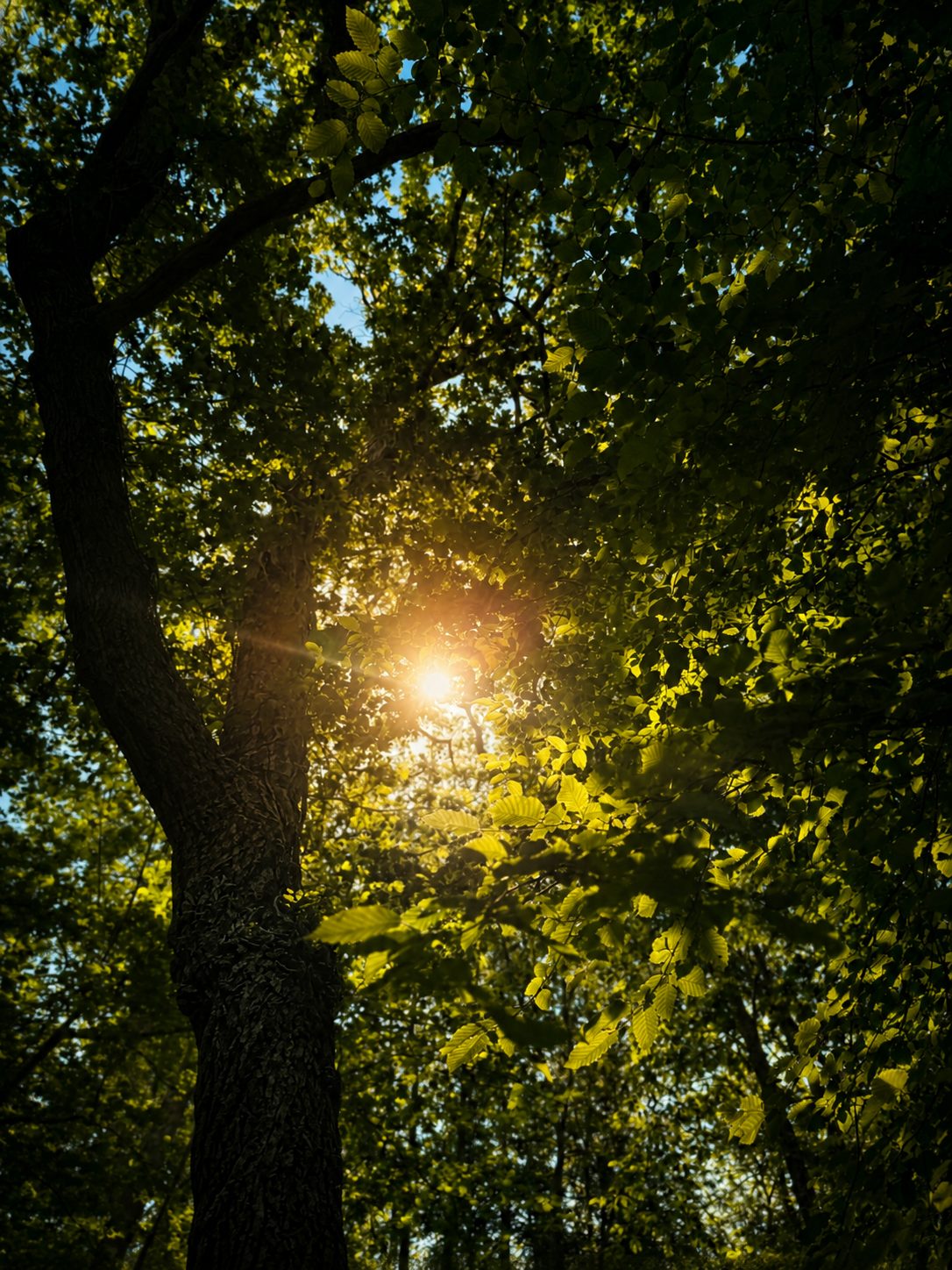 Morning sun through the woodland canopy at Ashenground